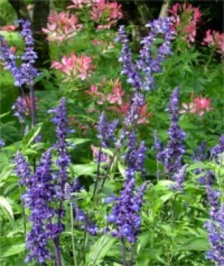 Blue Victoria Salvia