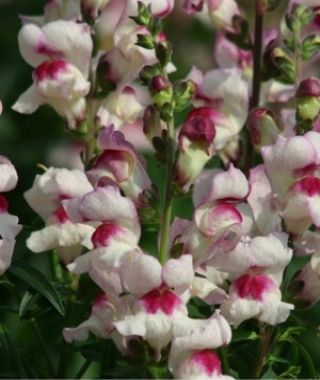 Lucky Lips Snapdragon