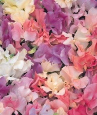 The Fragrant Pastel Sweet Pea Mixture