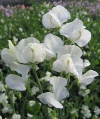 Dorothy Eckford Sweet Pea