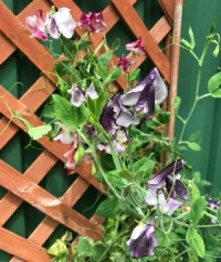 The Ripple Sweet Pea Mixture