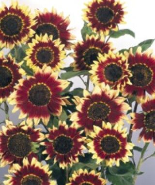 Florenza Sunflower