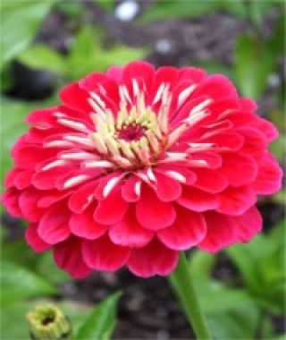 The Oklahoma Zinnia Mixture