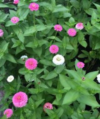 The Lilliput Pastel Zinnia Mixture