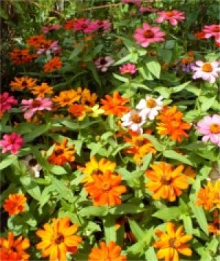 The Zahara Zinnia Mixture