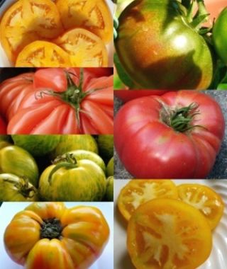 The Heirloom Tomato Garden