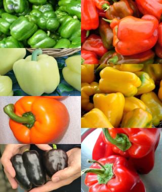 The Rainbow Bell Pepper Garden