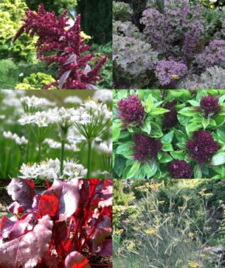 The Edible Bouquet Garden