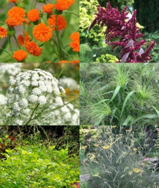 The Bouquet Filler Garden