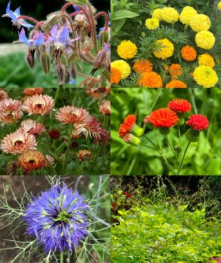 The Itty Bitty Bouquet Garden