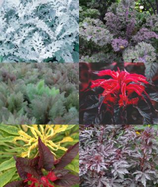 The Fantastic Foliage For Bouquets Garden 