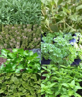 Herb Garden 101