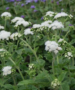 Dondo White Cutting Ageratum