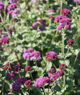 Red Flint Cutting Ageratum