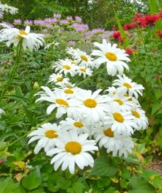 Alaska Shasta Daisies