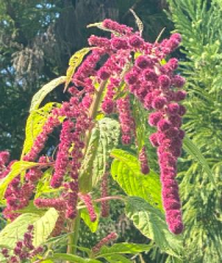 Dreadlocks Amaranth