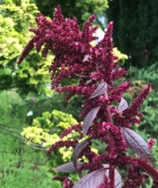 Amaranth Hopi Red Dye