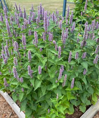 Anise Hyssop