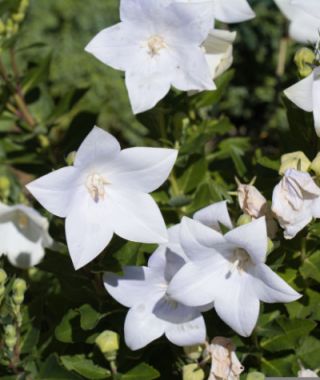 White Balloon Flower