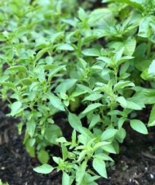 Lime Basil