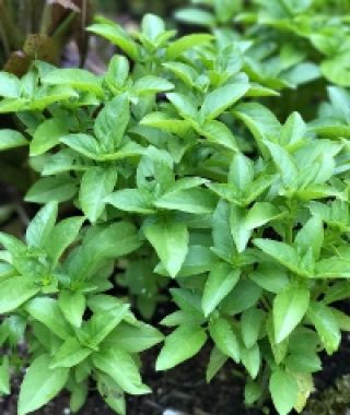 Marseillais Dwarf Basil