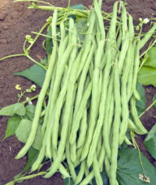 Monte Cristo Pole Bean