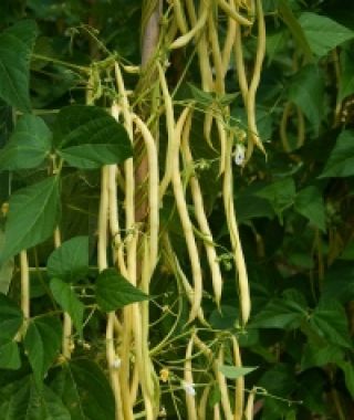 Monte Gusto Pole Bean