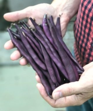 Purple Podded Pole Bean