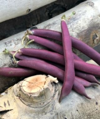 Red Swan Bush Bean