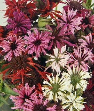 The Bee Balm Mixture