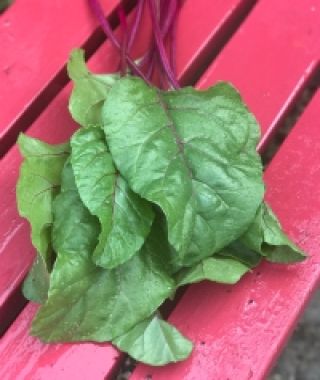 Fresh Start Beet Greens