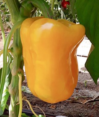 Kromo Bell Pepper 