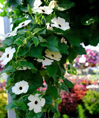 White with Eye Black Eyed Susan Vine