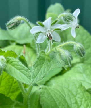 White Borage