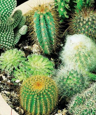 The Spiky, Spiny, Sharp and Woolly Cactus Mixture 