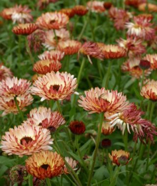 Bronze Beauty Calendula