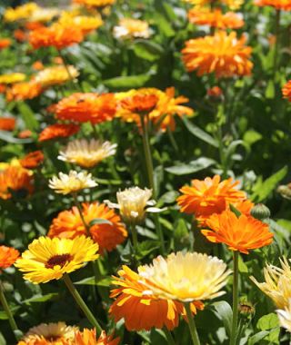 The Kablouna Calendula Mixture