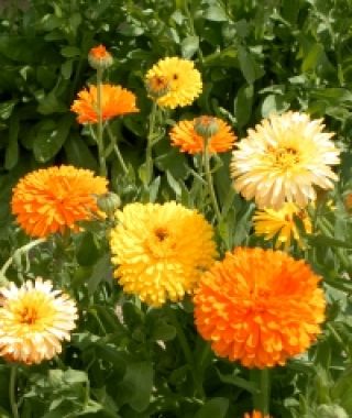 Pacific Beauty Calendula Mixture