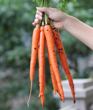 Imperator Carrot