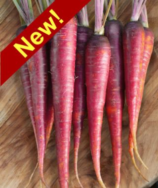 Pulsar Pink Carrot