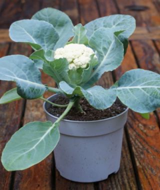 Baby Cauliflower