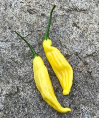 Aji Limo (Lemon Drop) Hot Chile Pepper