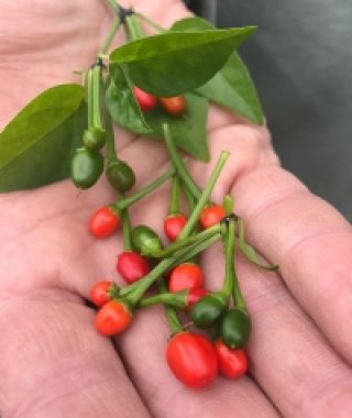 Bird Hot Chile Pepper