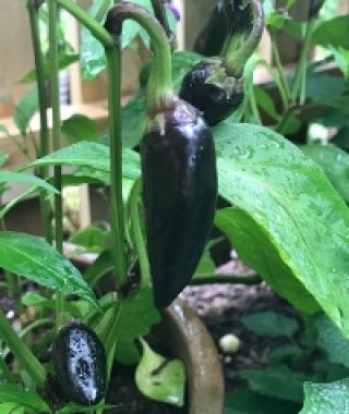 Black Hungarian Hot Chile Pepper