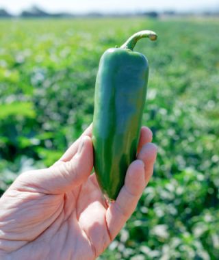 Megatron Jalapeno Hot Chile Pepper