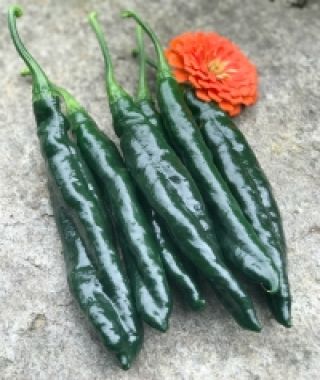 Pasilla Bajio Hot Chile Pepper