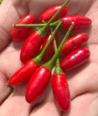 Tabasco Hot Chile Pepper