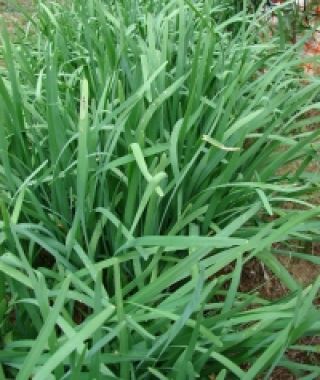 Nira Broadleaf Chinese Chives