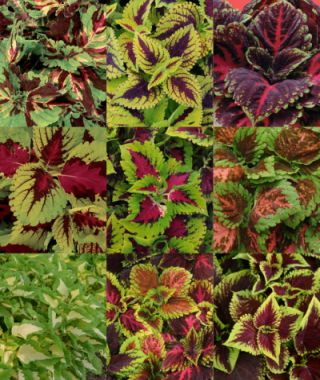 The Kong Empire Coleus Mixture 