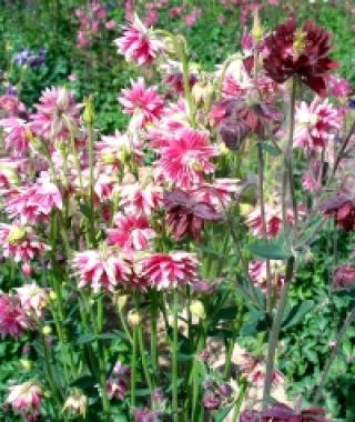 The Barlow Columbine Mixture